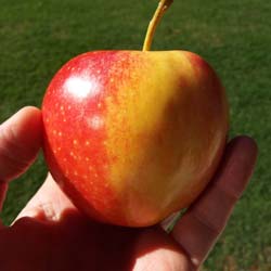 Apple tree 'Gala'